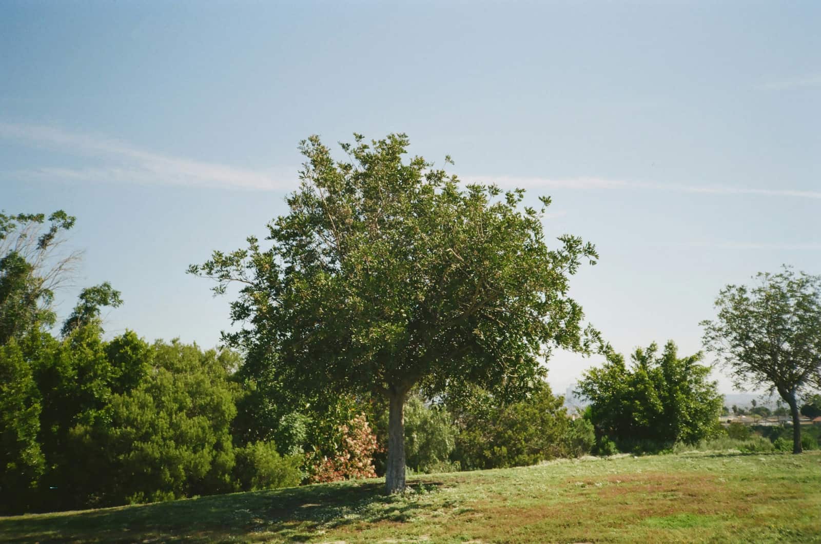 Full tree removal project — Dallas residential property