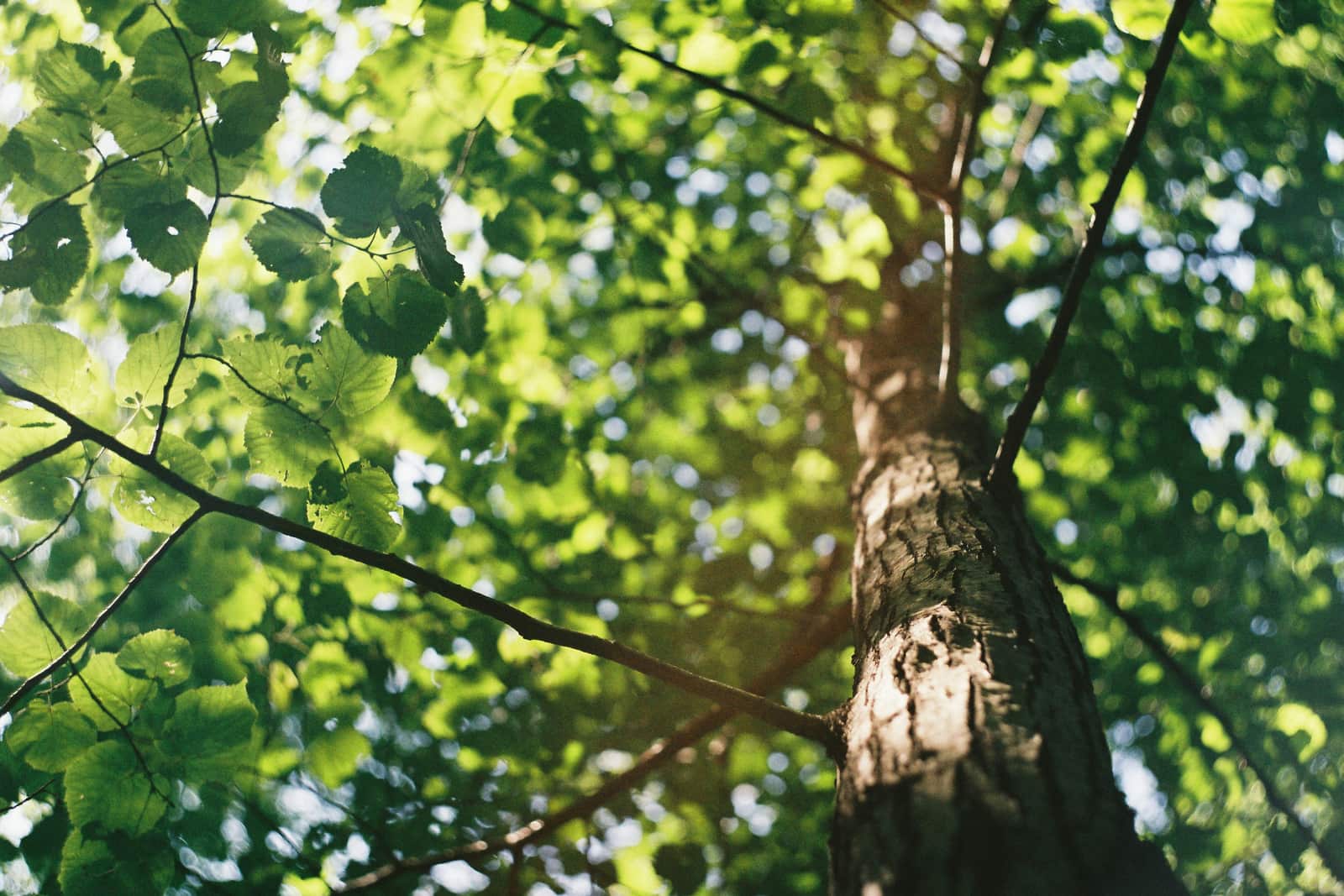 Deep root fertilization treatment for Dallas trees