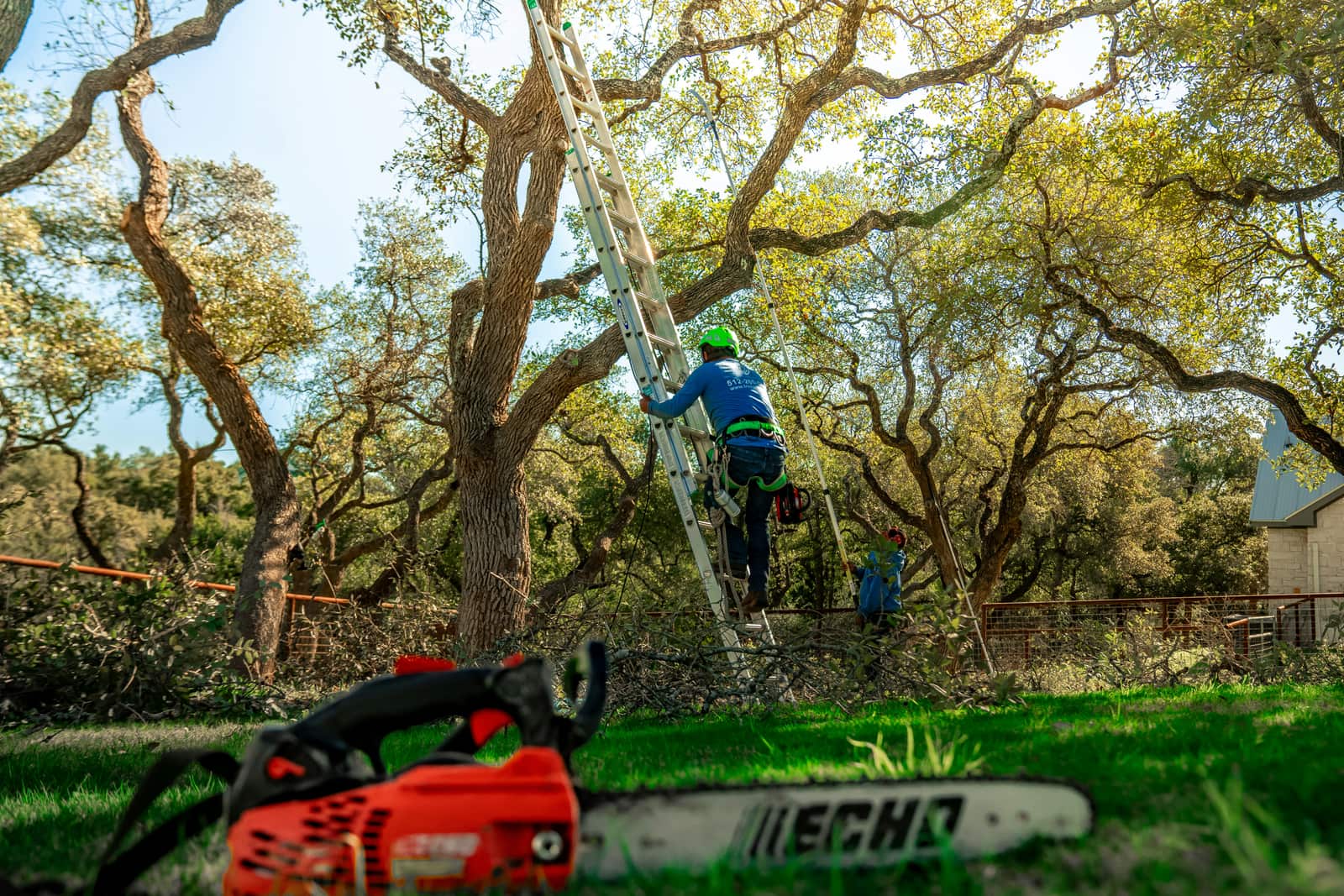 Hedge Trimming